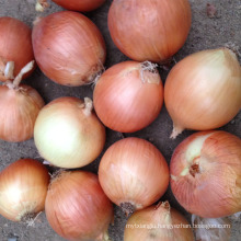 round onion fresh onions gansu onion